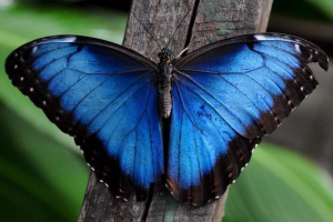 Morpho - nagy és hihetetlenül szép pillangók